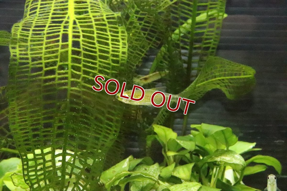 画像8: 【淡水魚】レア種 フェナコグラムスspMOKOBILE(モコビレ) ワイルド【1匹】（生体）【珍カラ】（熱帯魚）NKCK (8)