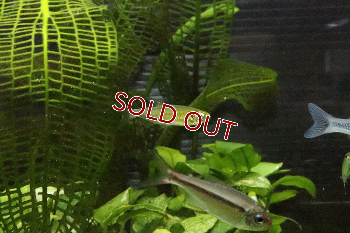 画像9: 【淡水魚】レア種 フェナコグラムスspMOKOBILE(モコビレ) ワイルド【1匹】（生体）【珍カラ】（熱帯魚）NKCK (9)