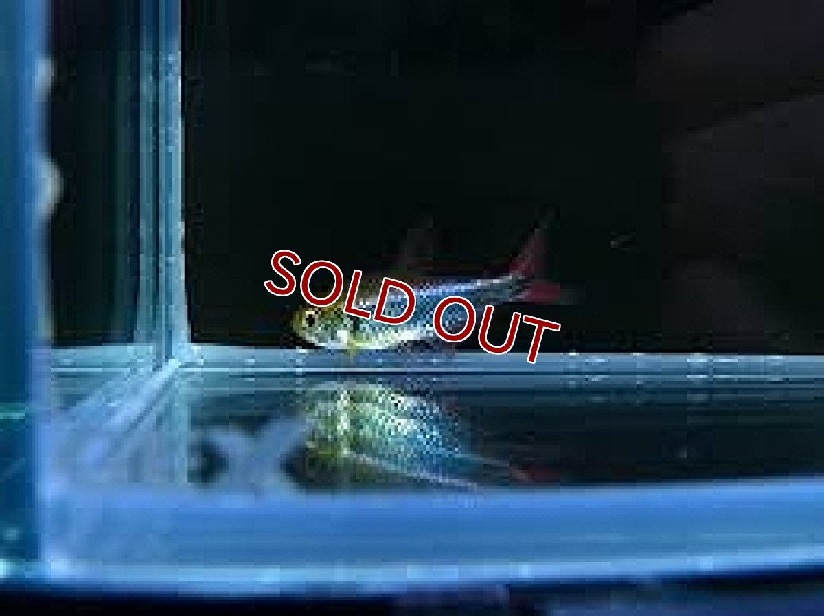 画像2: 【淡水魚】【通販】ファラガテトラ ワイルド【1匹 サンプル画像】（生体）【珍カラ】（熱帯魚）NKCK (2)