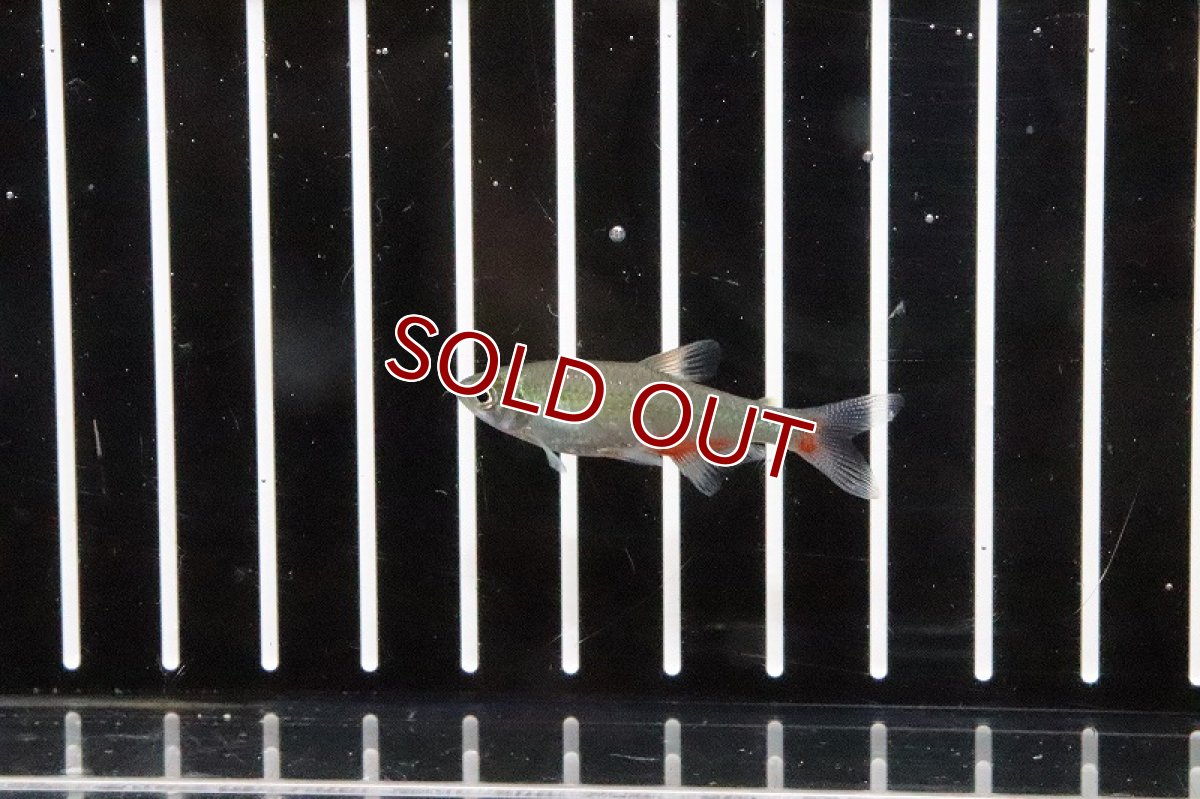 画像2: 【淡水魚】ブラッドフィンテトラ ワイルド【1匹】（生体）【珍カラ】（熱帯魚）NKCK (2)