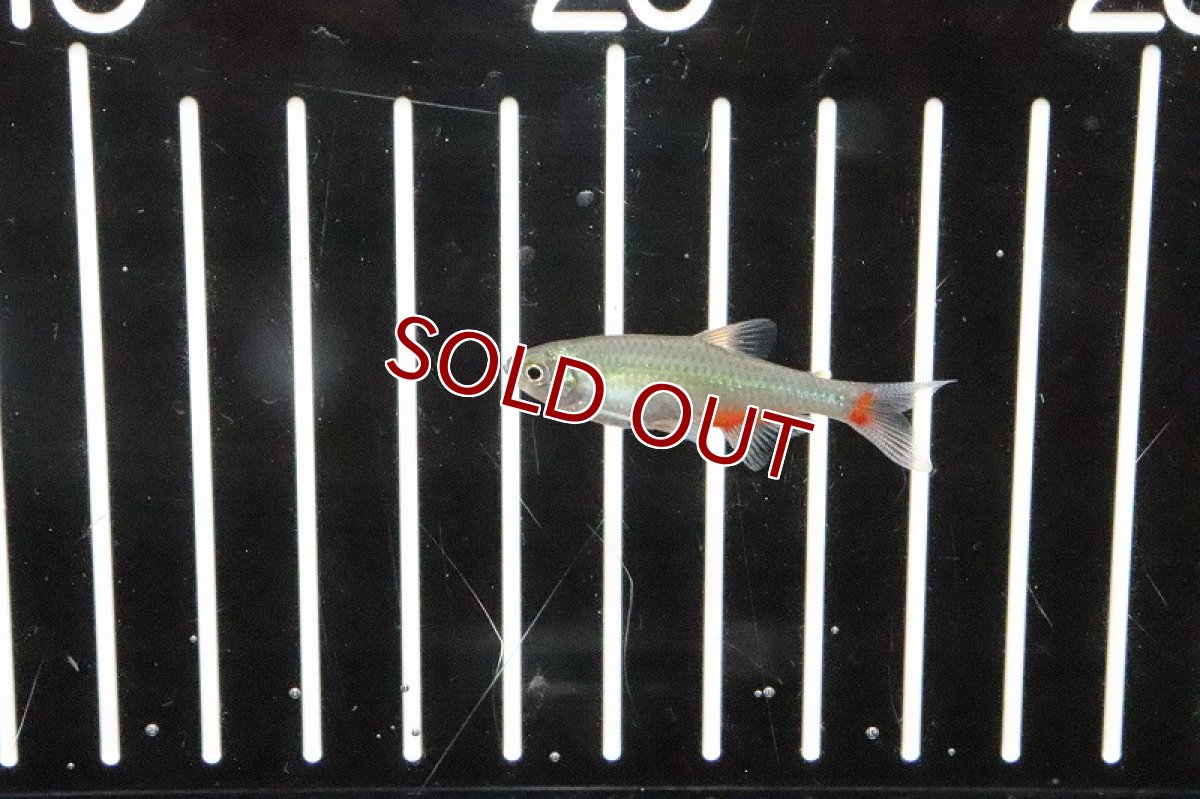 画像4: 【淡水魚】ブラッドフィンテトラ ワイルド【1匹】（生体）【珍カラ】（熱帯魚）NKCK (4)