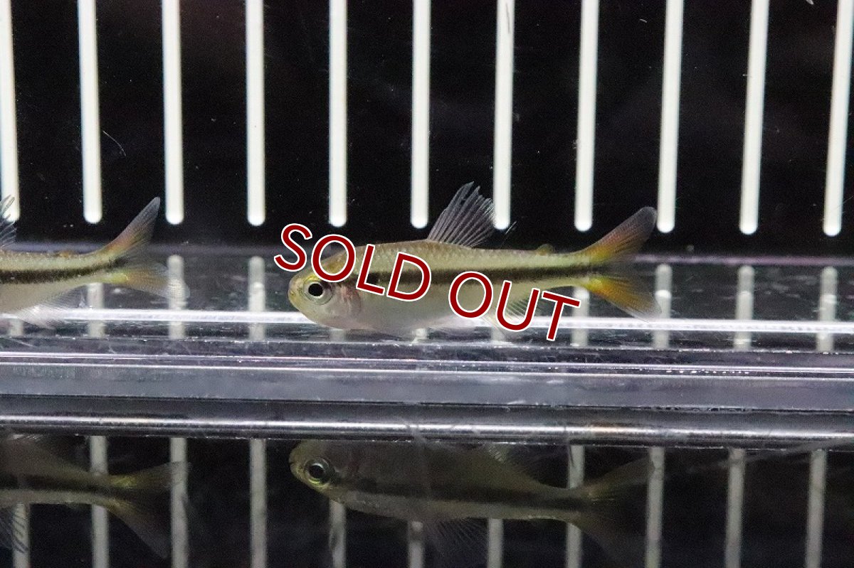 画像2: 【淡水魚】レッドテールラピステトラ ワイルド【1匹】（生体）【珍カラ】（熱帯魚）NKCK (2)