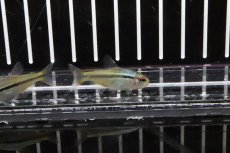 画像1: 【淡水魚】【通販】インペリアルラピステトラ ワイルド【1匹】（生体）【珍カラ】（熱帯魚）NKCK (1)