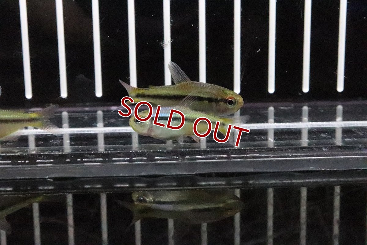 画像2: 【淡水魚】インペリアルラピステトラ ワイルド【1匹】（生体）【珍カラ】（熱帯魚）NKCK (2)