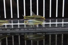 画像2: 【淡水魚】【通販】インペリアルラピステトラ ワイルド【1匹】（生体）【珍カラ】（熱帯魚）NKCK (2)