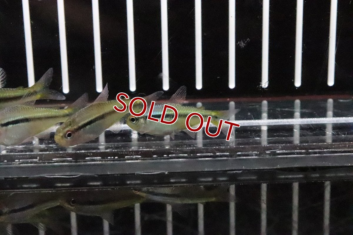 画像3: 【淡水魚】インペリアルラピステトラ ワイルド【1匹】（生体）【珍カラ】（熱帯魚）NKCK (3)