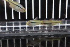 画像4: 【淡水魚】【通販】インペリアルラピステトラ ワイルド【1匹】（生体）【珍カラ】（熱帯魚）NKCK (4)