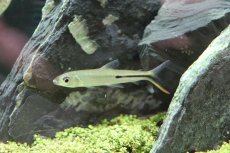 画像1: 【淡水魚】【通販】 激安 大きめ レッドテールヘミオダス ワイルド【1匹】(7-8cm)（生体）　(珍カラ)（熱帯魚）NKCK (1)