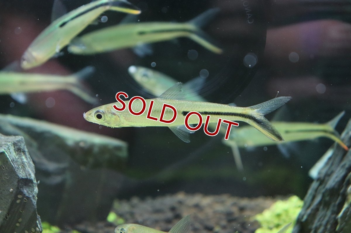 画像2: 【淡水魚】 激安 大きめ レッドテールヘミオダス ワイルド【1匹】(7-8cm)（生体）　(珍カラ)（熱帯魚）NKCK (2)