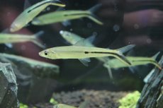 画像2: 【淡水魚】【通販】 激安 大きめ レッドテールヘミオダス ワイルド【1匹】(7-8cm)（生体）　(珍カラ)（熱帯魚）NKCK (2)