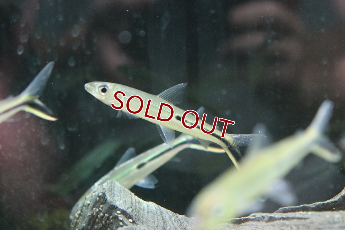 画像3: 【淡水魚】 激安 大きめ レッドテールヘミオダス ワイルド【1匹】(7-8cm)（生体）　(珍カラ)（熱帯魚）NKCK (3)