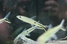 画像3: 【淡水魚】【通販】 激安 大きめ レッドテールヘミオダス ワイルド【1匹】(7-8cm)（生体）　(珍カラ)（熱帯魚）NKCK (3)