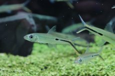 画像4: 【淡水魚】【通販】 激安 大きめ レッドテールヘミオダス ワイルド【1匹】(7-8cm)（生体）　(珍カラ)（熱帯魚）NKCK (4)