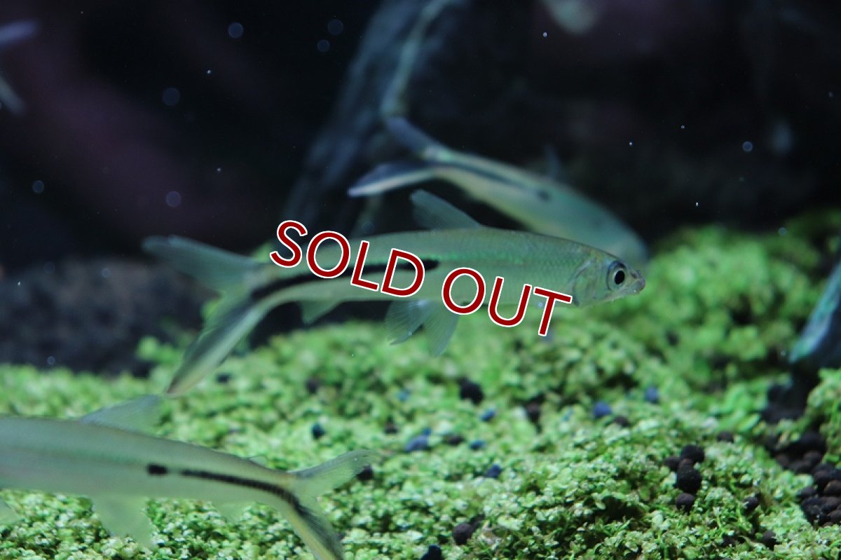 画像5: 【淡水魚】 激安 大きめ レッドテールヘミオダス ワイルド【1匹】(7-8cm)（生体）　(珍カラ)（熱帯魚）NKCK (5)