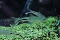 画像5: 【淡水魚】【通販】 激安 大きめ レッドテールヘミオダス ワイルド【1匹】(7-8cm)（生体）　(珍カラ)（熱帯魚）NKCK (5)