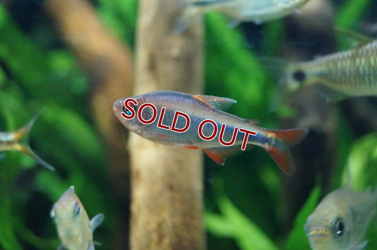 画像1: 【淡水魚】【通販】爆安 レッドフィンブルーベリーインパイクティステトラ【1匹 サンプル画像】（生体）　(珍カラ)（熱帯魚）NKCK (1)