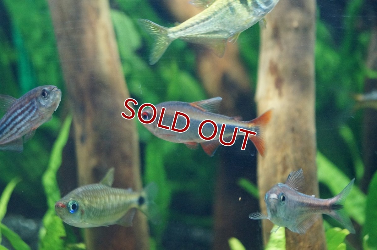 画像2: 【淡水魚】【通販】爆安 レッドフィンブルーベリーインパイクティステトラ【1匹 サンプル画像】（生体）　(珍カラ)（熱帯魚）NKCK (2)