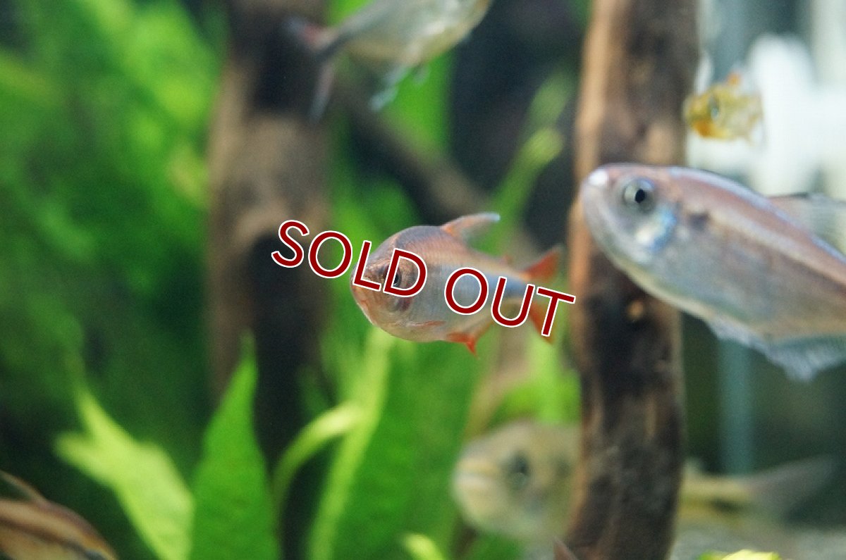 画像3: 【淡水魚】【通販】爆安 レッドフィンブルーベリーインパイクティステトラ【1匹 サンプル画像】（生体）　(珍カラ)（熱帯魚）NKCK (3)