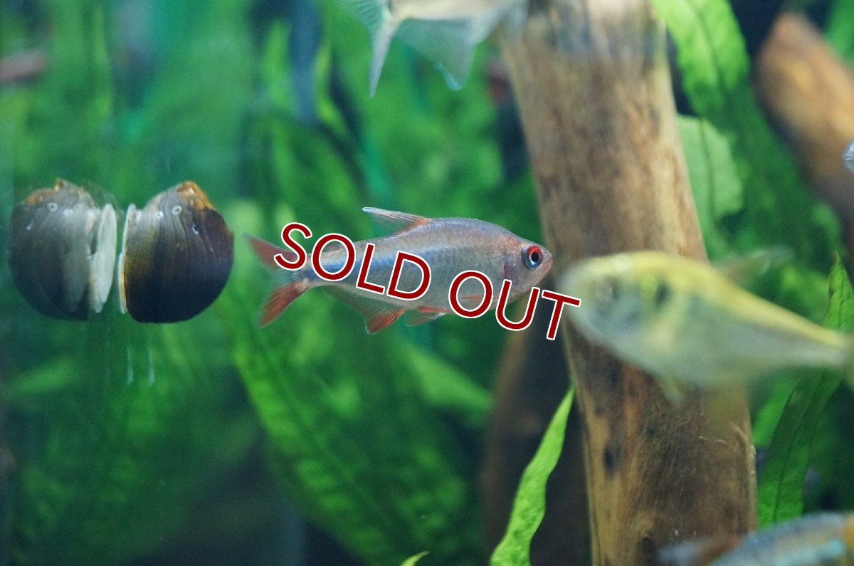 画像4: 【淡水魚】【通販】爆安 レッドフィンブルーベリーインパイクティステトラ【1匹 サンプル画像】（生体）　(珍カラ)（熱帯魚）NKCK (4)