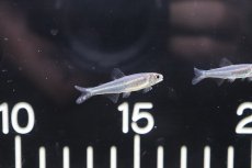 画像1: 【淡水魚】【通販】激レア 新種?未記載種? スレンダーグラステトラspコロンビア ワイルド【1匹】（生体）　(珍カラ)（熱帯魚）NKCK (1)