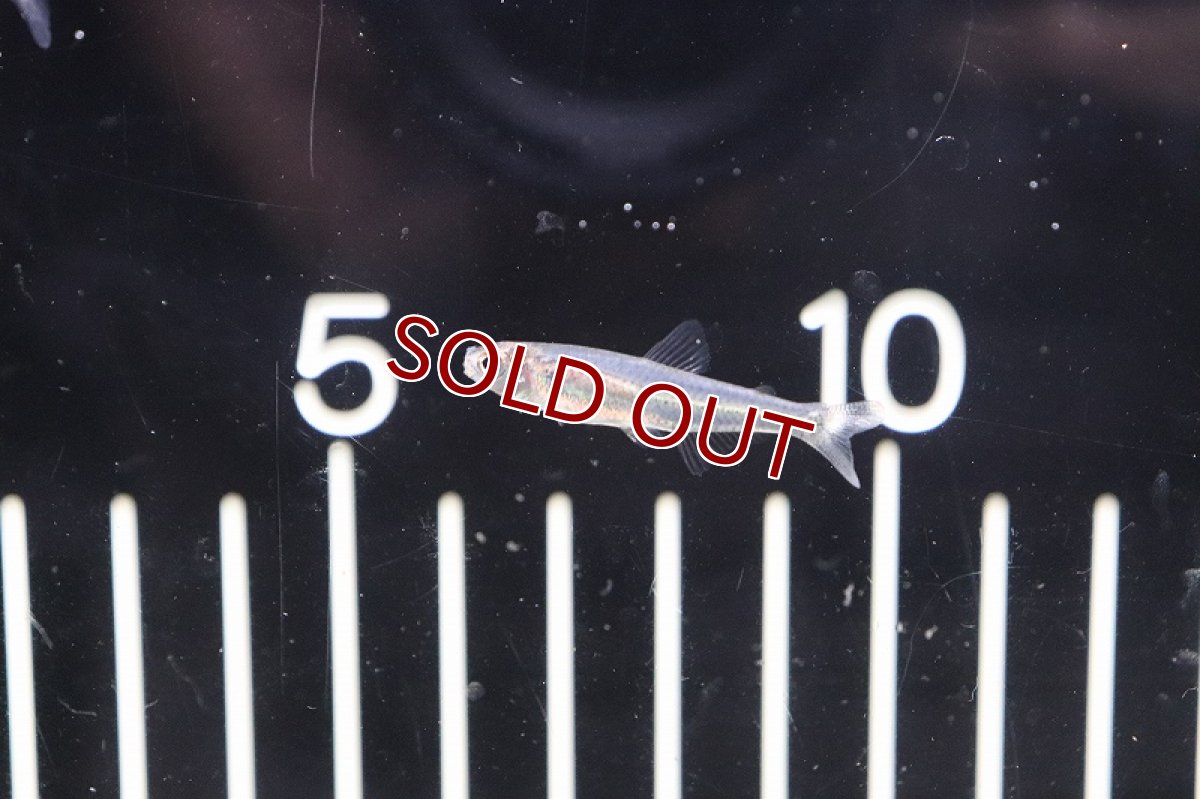 画像2: 【淡水魚】激レア 新種?未記載種? スレンダーグラステトラspコロンビア ワイルド【1匹】（生体）　(珍カラ)（熱帯魚）NKCK (2)