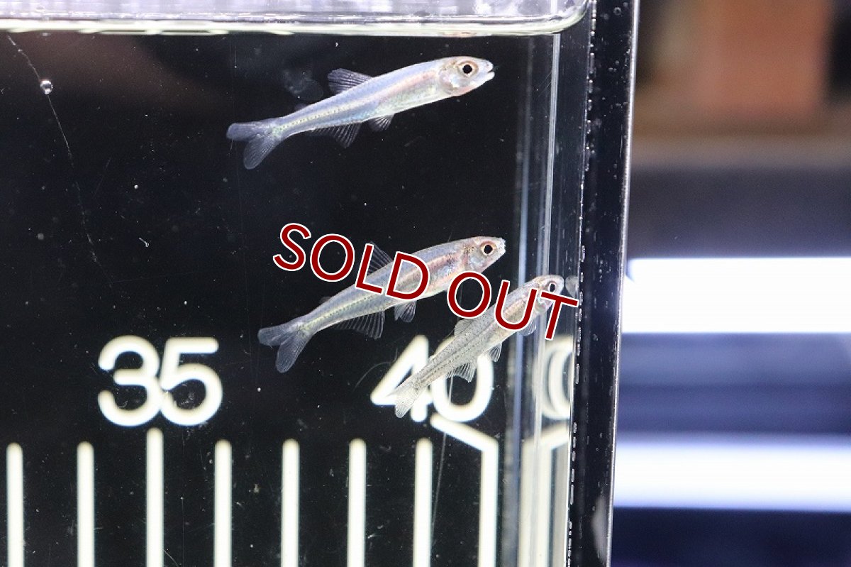 画像3: 【淡水魚】激レア 新種?未記載種? スレンダーグラステトラspコロンビア ワイルド【1匹】（生体）　(珍カラ)（熱帯魚）NKCK (3)