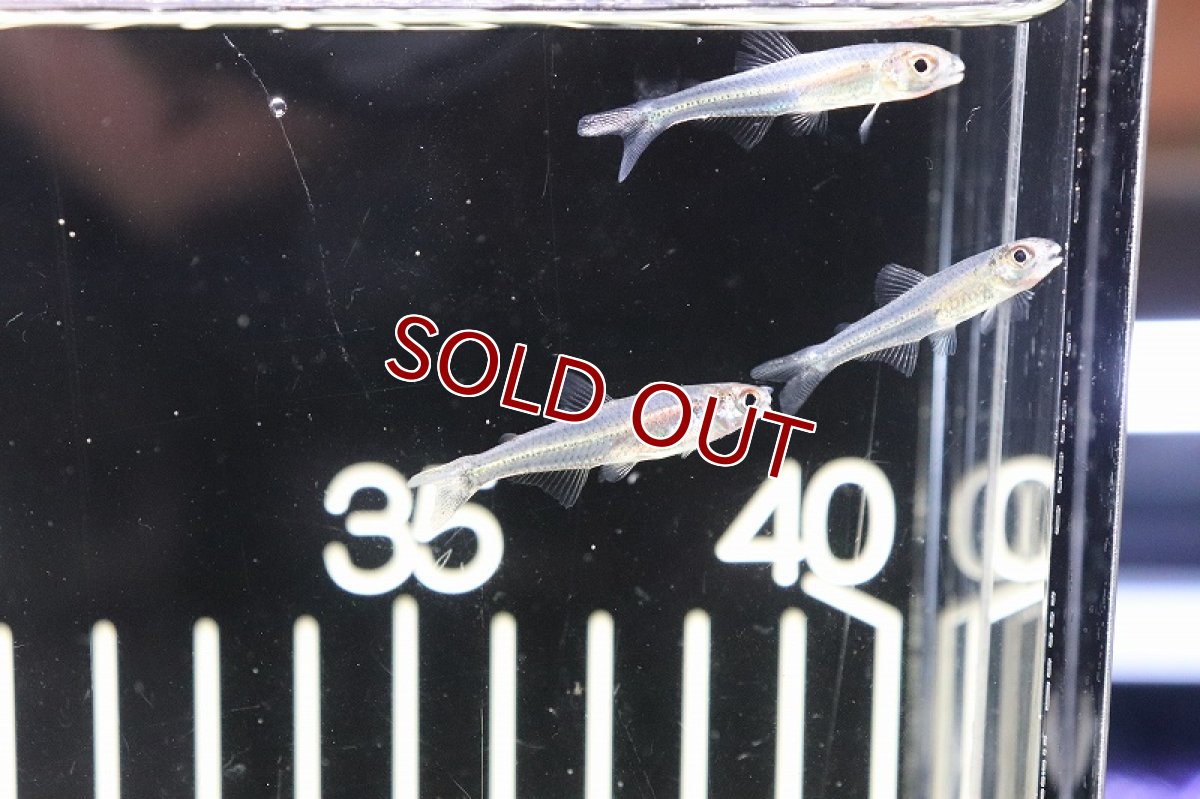 画像4: 【淡水魚】激レア 新種?未記載種? スレンダーグラステトラspコロンビア ワイルド【1匹】（生体）　(珍カラ)（熱帯魚）NKCK (4)