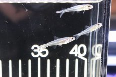 画像4: 【淡水魚】【通販】激レア 新種?未記載種? スレンダーグラステトラspコロンビア ワイルド【1匹】（生体）　(珍カラ)（熱帯魚）NKCK (4)