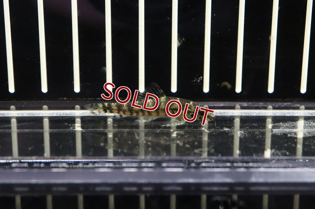 画像2: 【淡水魚】激レア トリカラージェットダータテトラ リオタパジョス産 ワイルド【1匹】(4cm)（生体）　(珍カラ)（熱帯魚）NKCK (2)