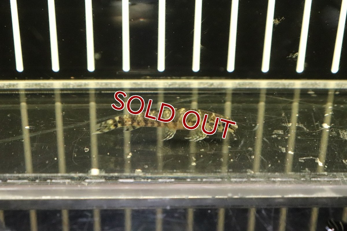 画像3: 【淡水魚】激レア トリカラージェットダータテトラ リオタパジョス産 ワイルド【1匹】(4cm)（生体）　(珍カラ)（熱帯魚）NKCK (3)