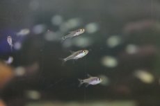 画像1: 【淡水魚】【通販】混じり珍カラ カラシンsp　コロンビア【1匹】（生体）　(珍カラ)（熱帯魚）NKCK (1)