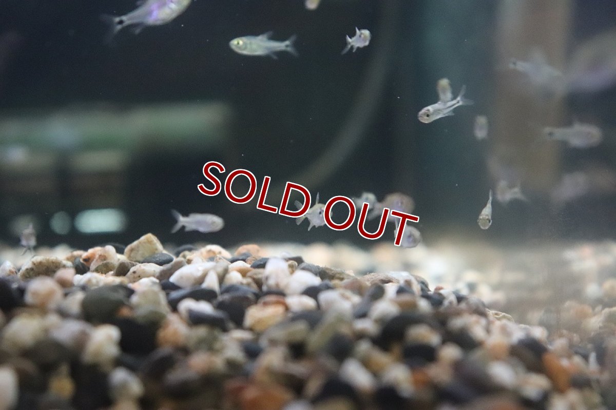 画像2: 【淡水魚】混じり珍カラ カラシンsp　コロンビア【1匹】（生体）　(珍カラ)（熱帯魚）NKCK (2)