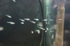 画像3: 【淡水魚】【通販】混じり珍カラ カラシンsp　コロンビア【1匹】（生体）　(珍カラ)（熱帯魚）NKCK (3)