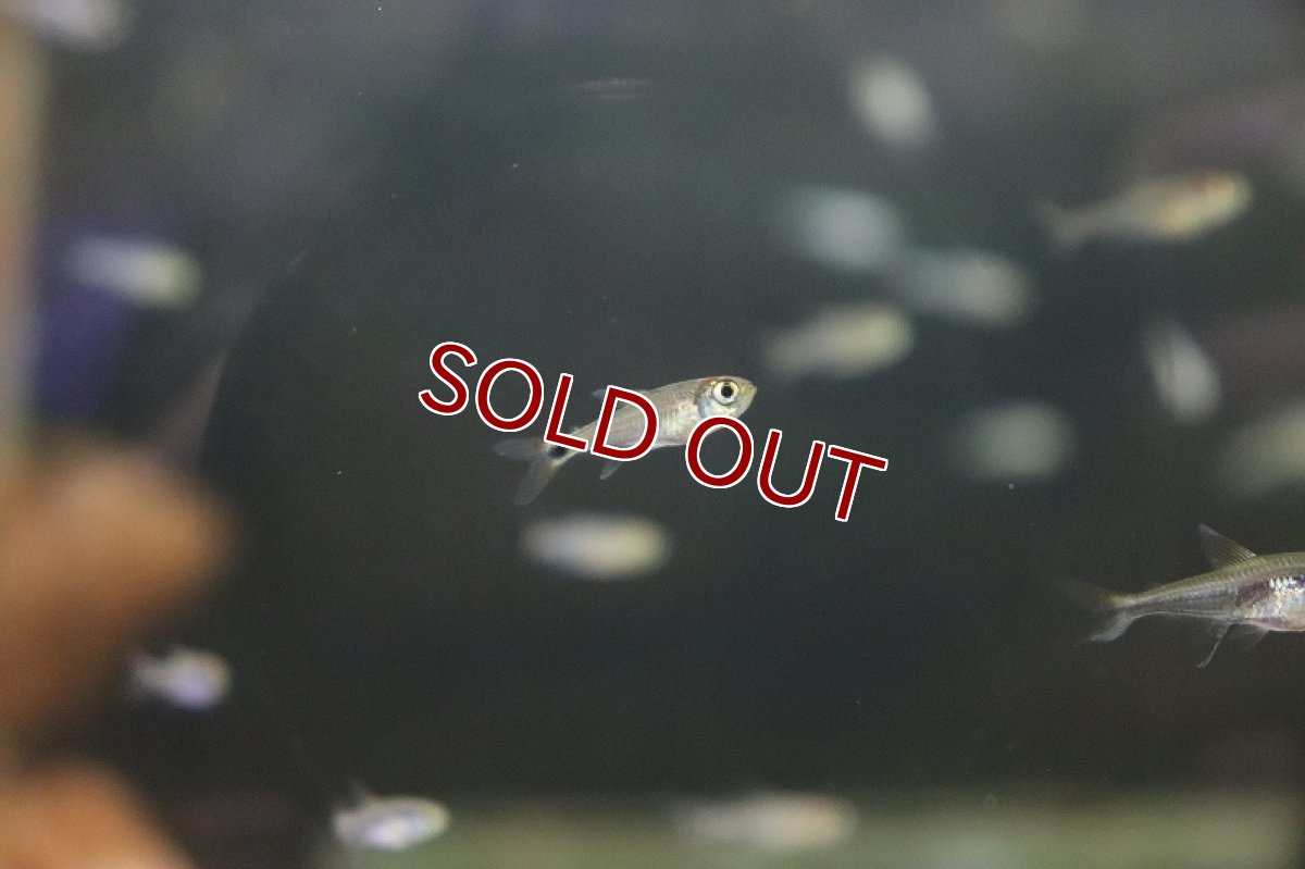 画像4: 【淡水魚】混じり珍カラ カラシンsp　コロンビア【1匹】（生体）　(珍カラ)（熱帯魚）NKCK (4)