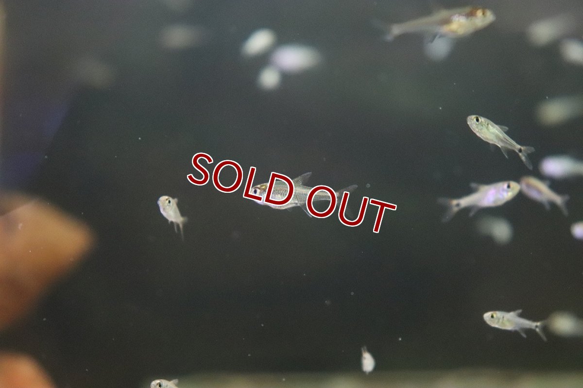 画像5: 【淡水魚】混じり珍カラ カラシンsp　コロンビア【1匹】（生体）　(珍カラ)（熱帯魚）NKCK (5)