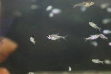 画像5: 【淡水魚】【通販】混じり珍カラ カラシンsp　コロンビア【1匹】（生体）　(珍カラ)（熱帯魚）NKCK (5)