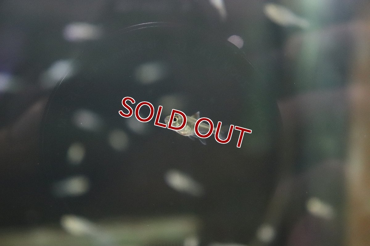 画像6: 【淡水魚】混じり珍カラ カラシンsp　コロンビア【1匹】（生体）　(珍カラ)（熱帯魚）NKCK (6)