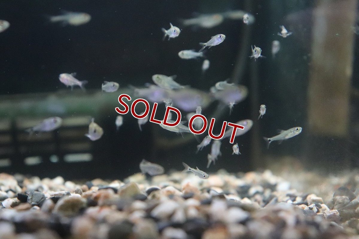 画像7: 【淡水魚】混じり珍カラ カラシンsp　コロンビア【1匹】（生体）　(珍カラ)（熱帯魚）NKCK (7)