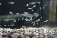 画像7: 【淡水魚】【通販】混じり珍カラ カラシンsp　コロンビア【1匹】（生体）　(珍カラ)（熱帯魚）NKCK (7)