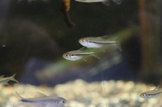 画像1: 【淡水魚】【通販】ハイフェソブリコン ヘテロラブダス リオタパジョス産 ワイルド【1匹】（生体）　(珍カラ)（熱帯魚）NKCK (1)