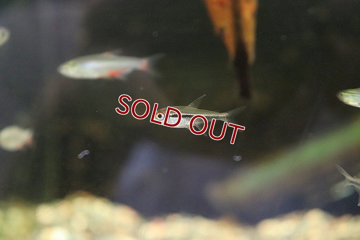 画像2: 【淡水魚】ハイフェソブリコン ヘテロラブダス リオタパジョス産 ワイルド【1匹】（生体）　(珍カラ)（熱帯魚）NKCK (2)