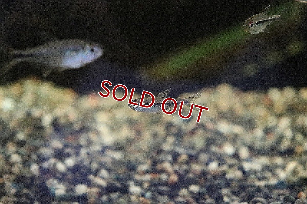 画像3: 【淡水魚】ハイフェソブリコン ヘテロラブダス リオタパジョス産 ワイルド【1匹】（生体）　(珍カラ)（熱帯魚）NKCK (3)