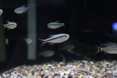 画像1: 【淡水魚】【通販】レッドテールラピステトラ ワイルド【1匹】（生体）【珍カラ】（熱帯魚）NKCK (1)