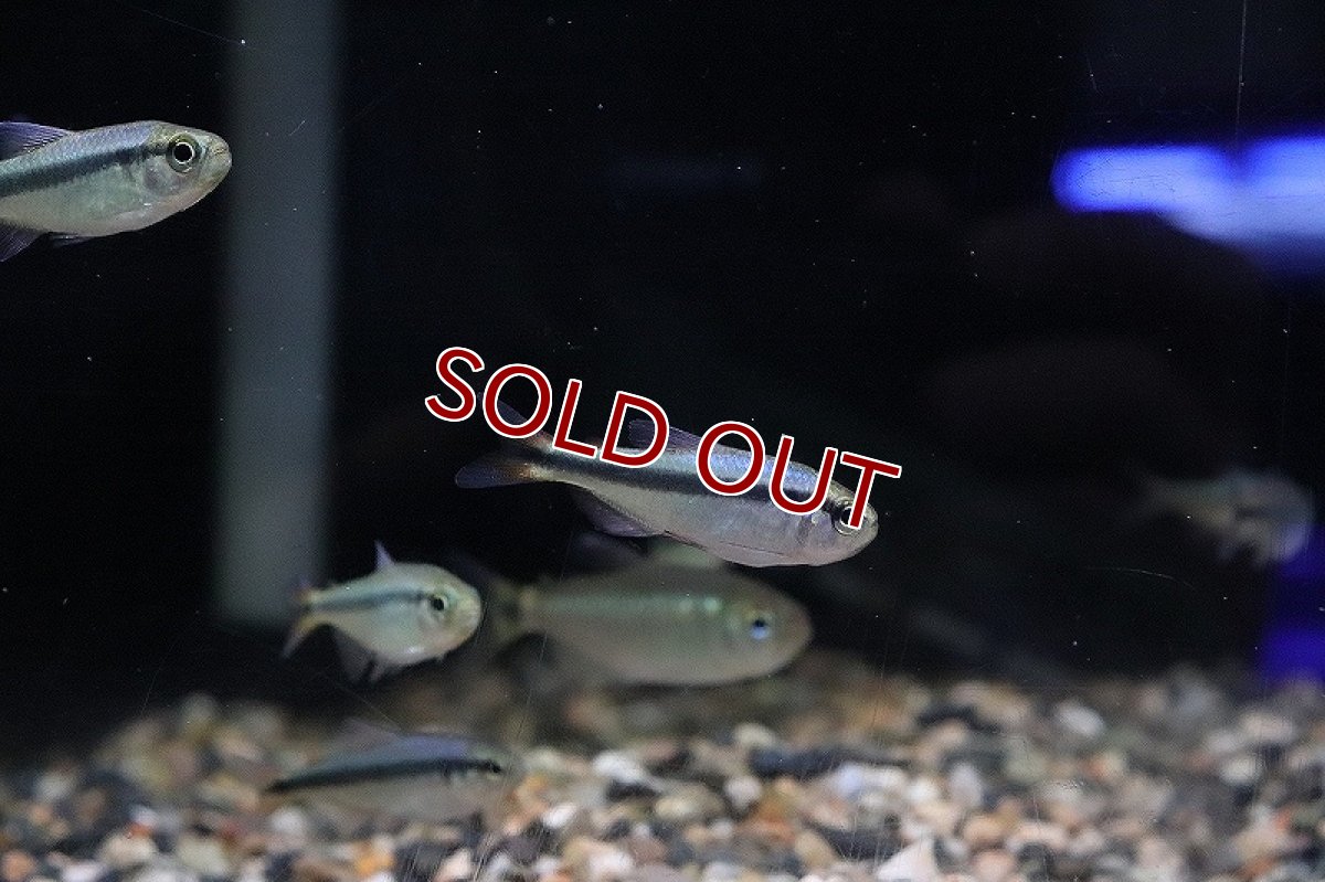 画像2: 【淡水魚】レッドテールラピステトラ ワイルド【1匹】（生体）【珍カラ】（熱帯魚）NKCK (2)