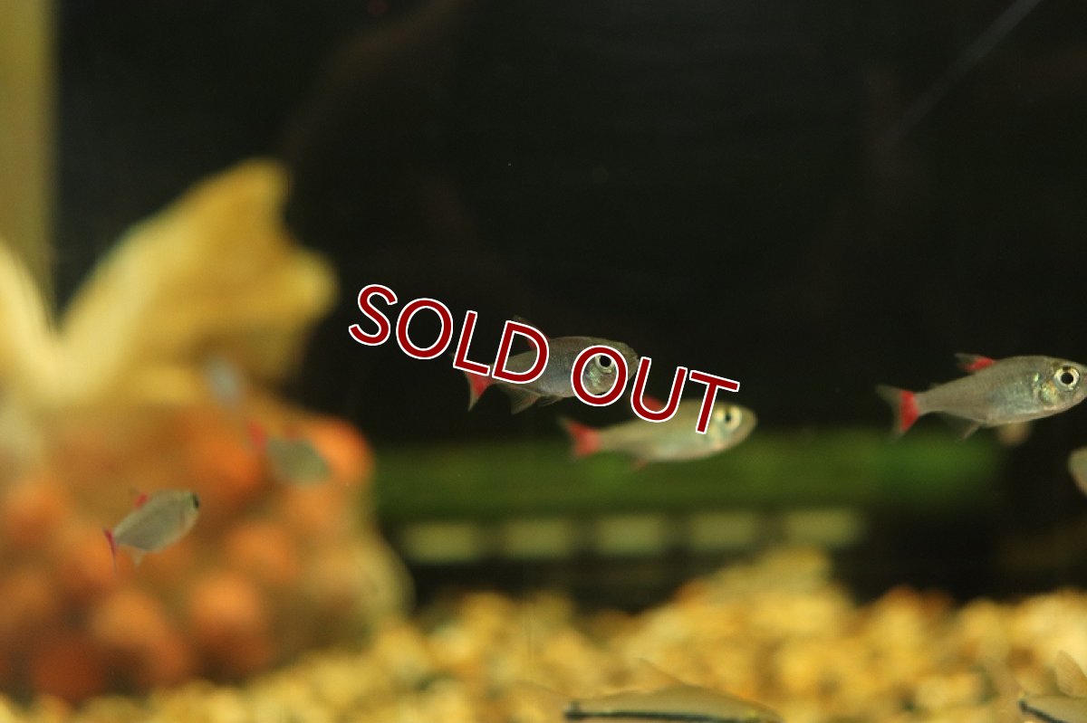 画像2: 【淡水魚】レア種 ハイフェソブリコン エイリョス アルトアラグアイア産 ワイルド【1匹】（生体）(珍カラ)（熱帯魚）NKCK (2)