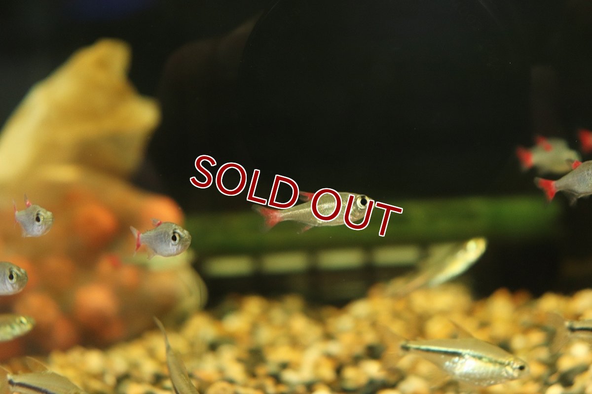 画像3: 【淡水魚】レア種 ハイフェソブリコン エイリョス アルトアラグアイア産 ワイルド【1匹】（生体）(珍カラ)（熱帯魚）NKCK (3)