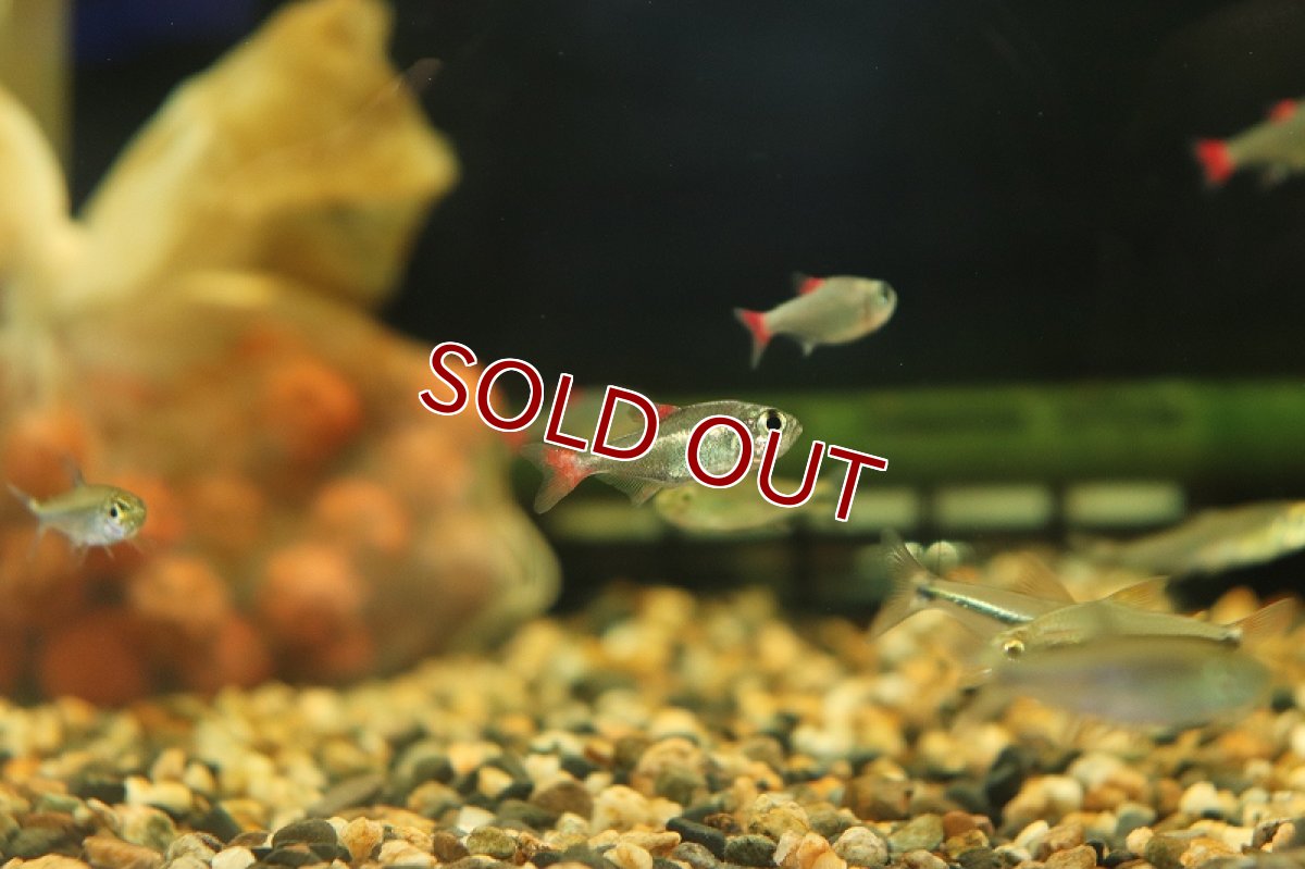 画像4: 【淡水魚】レア種 ハイフェソブリコン エイリョス アルトアラグアイア産 ワイルド【1匹】（生体）(珍カラ)（熱帯魚）NKCK (4)