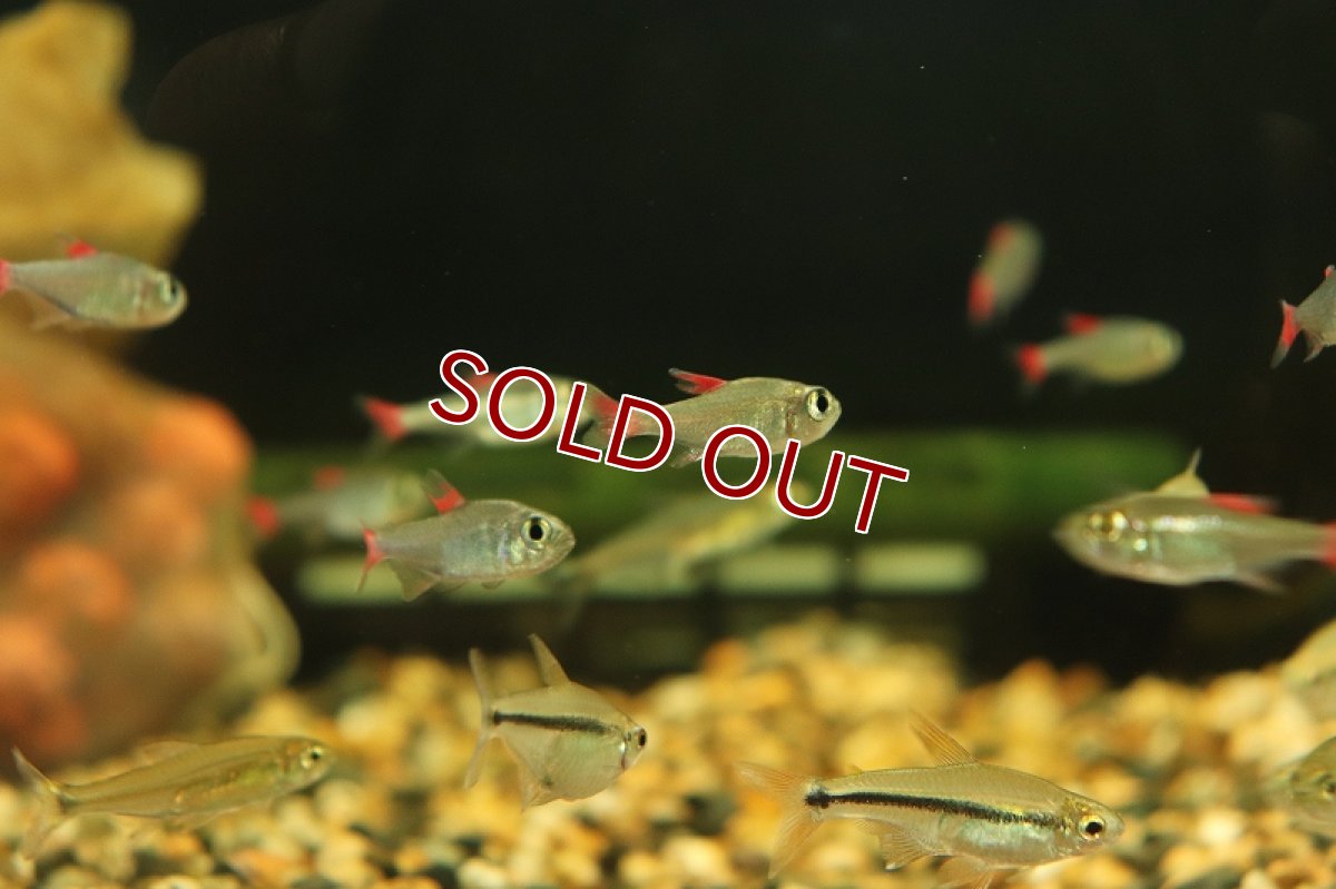 画像5: 【淡水魚】レア種 ハイフェソブリコン エイリョス アルトアラグアイア産 ワイルド【1匹】（生体）(珍カラ)（熱帯魚）NKCK (5)