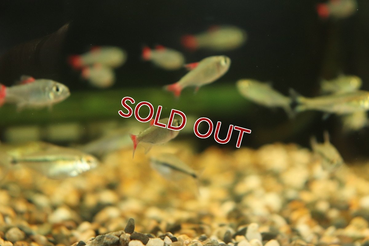 画像6: 【淡水魚】レア種 ハイフェソブリコン エイリョス アルトアラグアイア産 ワイルド【1匹】（生体）(珍カラ)（熱帯魚）NKCK (6)