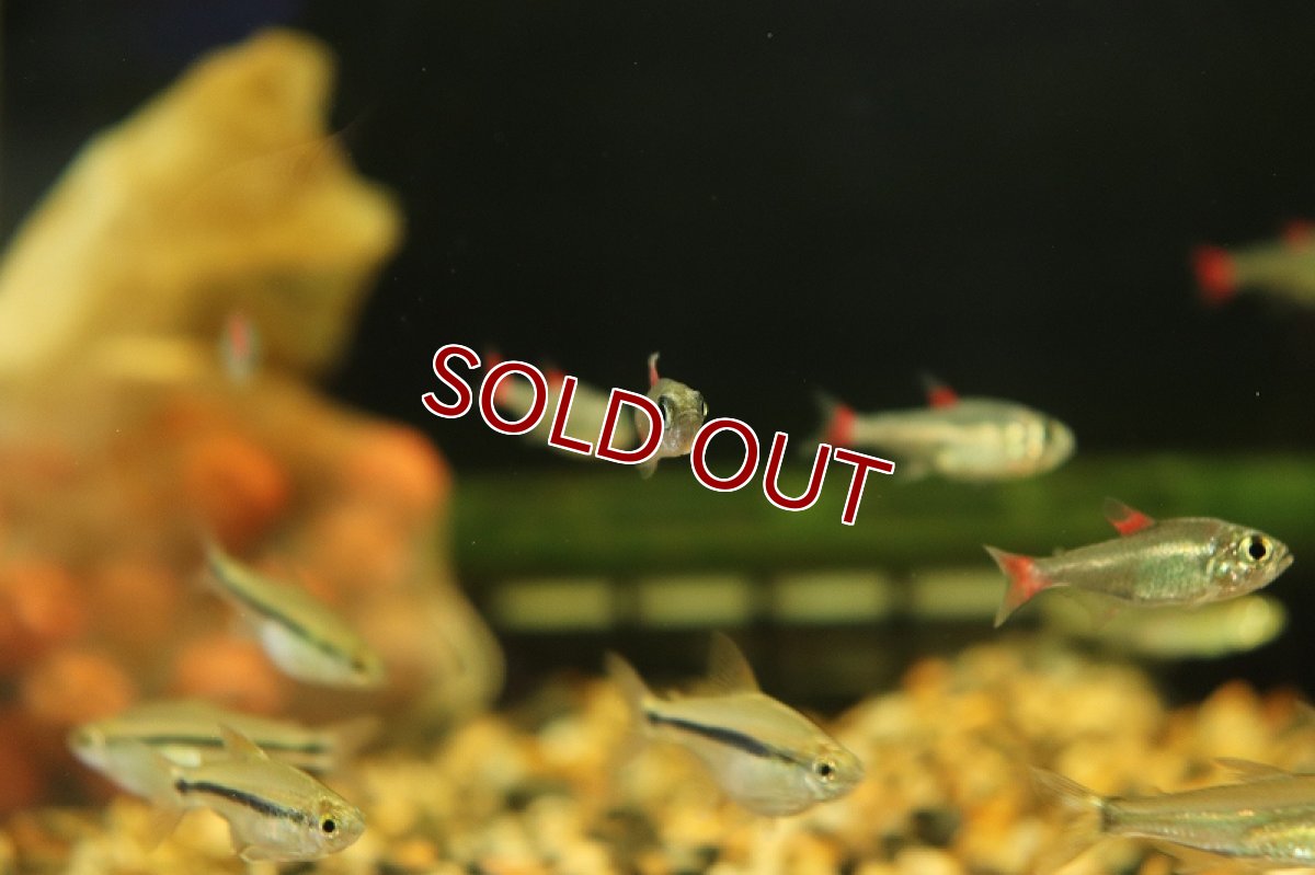 画像7: 【淡水魚】レア種 ハイフェソブリコン エイリョス アルトアラグアイア産 ワイルド【1匹】（生体）(珍カラ)（熱帯魚）NKCK (7)